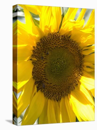 Field of Sunflowers, Languedoc, France, Europe-Martin Child-Premier Image Canvas