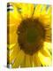 Field of Sunflowers, Languedoc, France, Europe-Martin Child-Premier Image Canvas