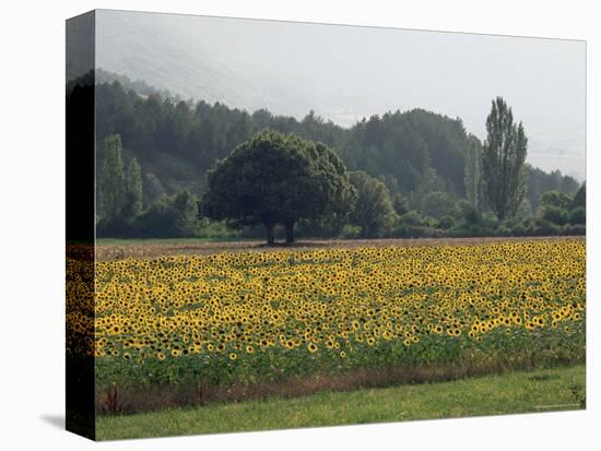 Field of Sunflowers Near Ferrassieres, Drome, Rhone Alpes, France-Michael Busselle-Premier Image Canvas