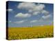 Field of Sunflowers with Water Tower in Distance, Charente, France, Europe-Groenendijk Peter-Premier Image Canvas