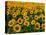 Field of Sunflowers-Ron Watts-Premier Image Canvas