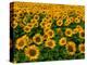 Field of Sunflowers-Ron Watts-Premier Image Canvas