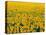 Field of Sunflowers-Darrell Gulin-Premier Image Canvas