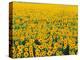 Field of Sunflowers-Darrell Gulin-Premier Image Canvas