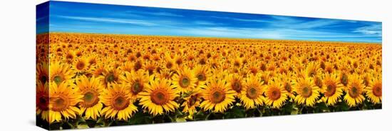 Field of Sunflowers-Christophe Madamour-Premier Image Canvas