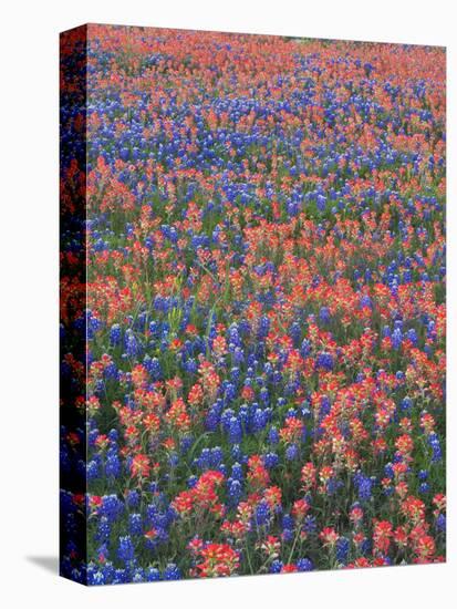 Field of Texas Blue Bonnets and Indian Paintbrush, Texas Hill Country, Texas, USA-Darrell Gulin-Premier Image Canvas