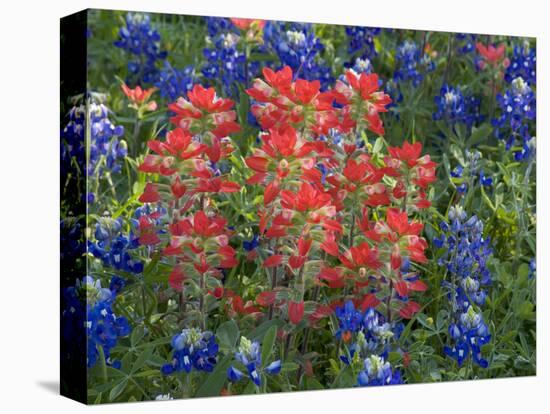 Field of Texas Blue Bonnets and Indian Paintbrush, Texas Hill Country, Texas, USA-Darrell Gulin-Premier Image Canvas