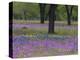 Field of Texas Blue Bonnets, Phlox and Oak Trees, Devine, Texas, USA-Darrell Gulin-Premier Image Canvas