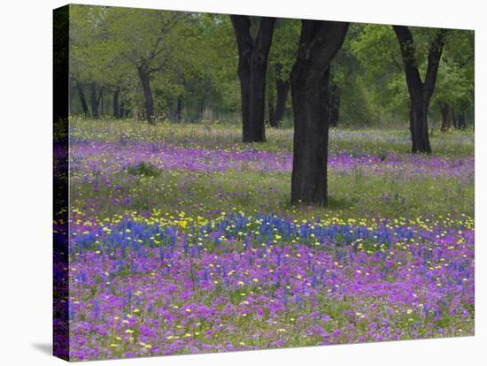 Field of Texas Blue Bonnets, Phlox and Oak Trees, Devine, Texas, USA-Darrell Gulin-Premier Image Canvas
