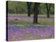 Field of Texas Blue Bonnets, Phlox and Oak Trees, Devine, Texas, USA-Darrell Gulin-Premier Image Canvas