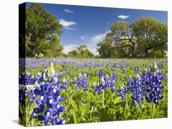 Field of Texas Bluebonnets and Oak Trees, Texas Hill Country, Usa-Julie Eggers-Premier Image Canvas