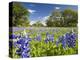 Field of Texas Bluebonnets and Oak Trees, Texas Hill Country, Usa-Julie Eggers-Premier Image Canvas