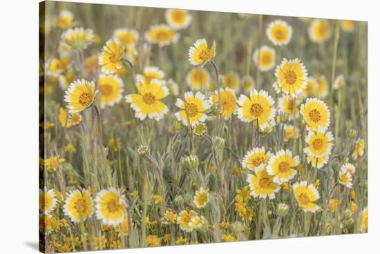 Field of tidy tips, California, Shell Creek.-Jaynes Gallery-Premier Image Canvas