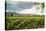 Field of Tobacco Plants in an Important Growing Region in the North West-Rob Francis-Premier Image Canvas