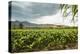 Field of Tobacco Plants in an Important Growing Region in the North West-Rob Francis-Premier Image Canvas