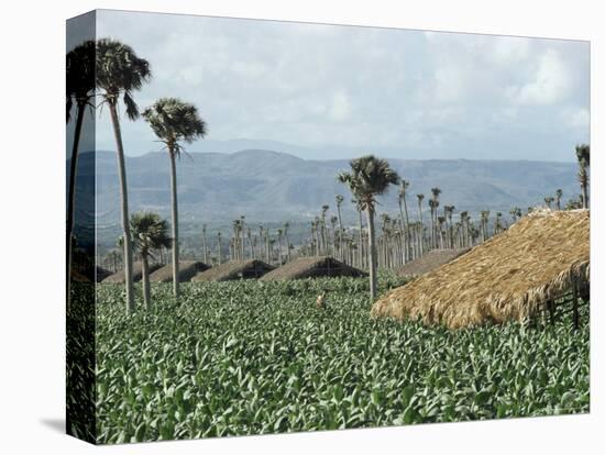 Field of Tobacco, Santiago, Dominican Republic, West Indies, Caribbean, Central America-Adam Woolfitt-Premier Image Canvas