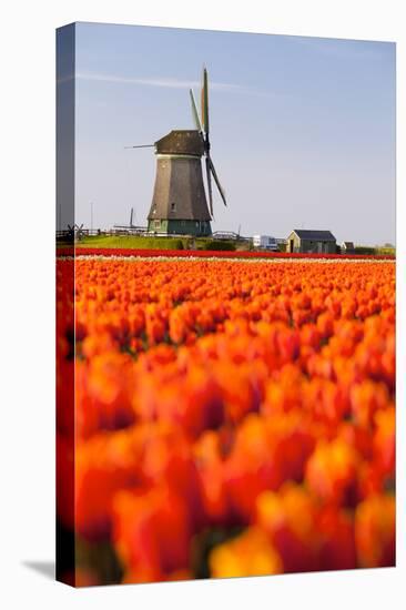 Field of tulips and windmill, near Obdam, North Holland, Netherlands, Europe-Miles Ertman-Premier Image Canvas