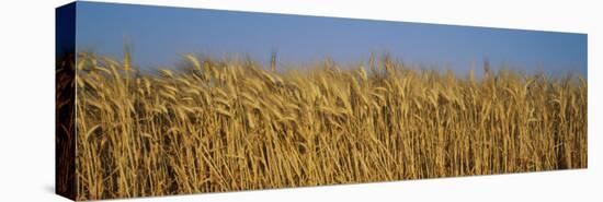 Field of Wheat, France-null-Premier Image Canvas