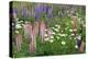 Field of Wild Lupines, Tacoma, Washington State, United States of America, North America-Richard Cummins-Premier Image Canvas