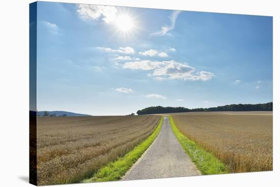 Field path between grainfields with Sun in Summer, Helmstadt, Franconia, Bavaria, Germany-Raimund Linke-Stretched Canvas