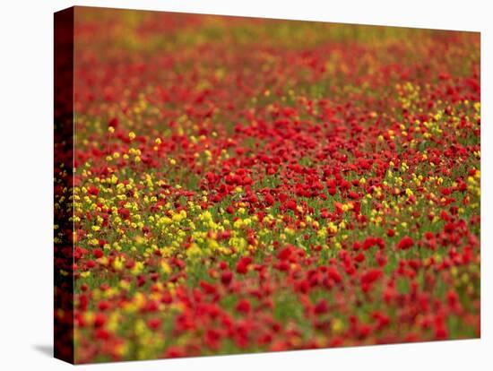 Field Poppy (Papaver Rhoeas)-Adrian Bicker-Premier Image Canvas