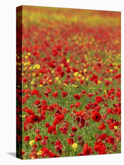 Field Poppy (Papaver Rhoeas)-Adrian Bicker-Premier Image Canvas