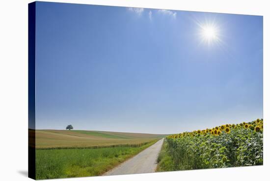 Field road with sunflower field and sun in summer, Franconia, Bavaria, Germany-Raimund Linke-Stretched Canvas