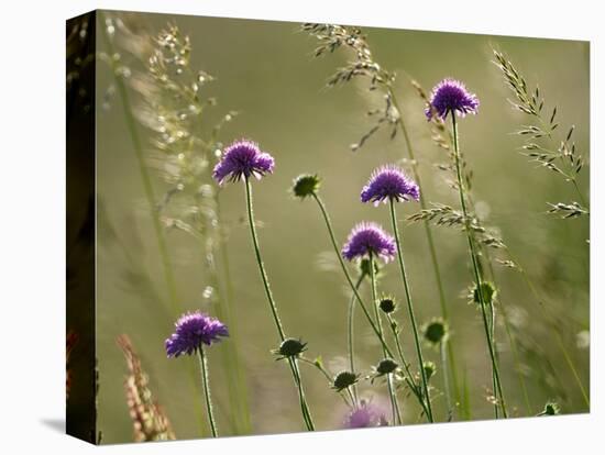 Field scabious flowering in meadow, Italy-Konrad Wothe-Premier Image Canvas