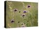 Field scabious flowering in meadow, Italy-Konrad Wothe-Premier Image Canvas