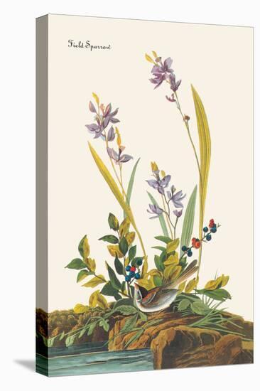 Field Sparrow-John James Audubon-Stretched Canvas