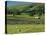 Field Walls of Littondale, Yorkshire Dales National Park, England-Paul Harris-Premier Image Canvas