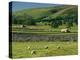 Field Walls of Littondale, Yorkshire Dales National Park, England-Paul Harris-Premier Image Canvas