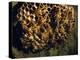 Field Wasps, Many, Colony, Honeycomb-Harald Kroiss-Premier Image Canvas