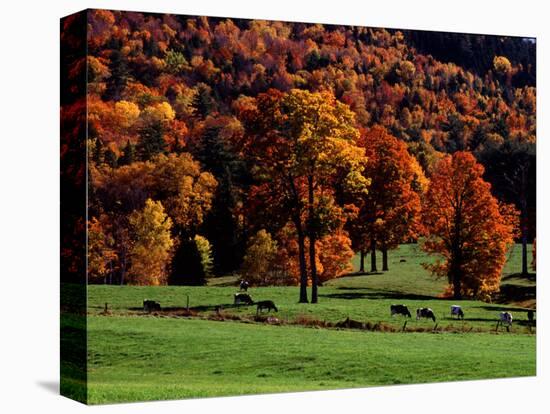 Field with Cows and Fall Color, Vermont, USA-Charles Sleicher-Premier Image Canvas