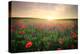 Field with Grass, Violet Flowers and Red Poppies against the Sunset Sky-ESOlex-Premier Image Canvas