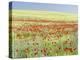 Field With Poppy And Cornflowers, Usedomer Schweiz, Island Of Usedom. Germany-Martin Zwick-Premier Image Canvas