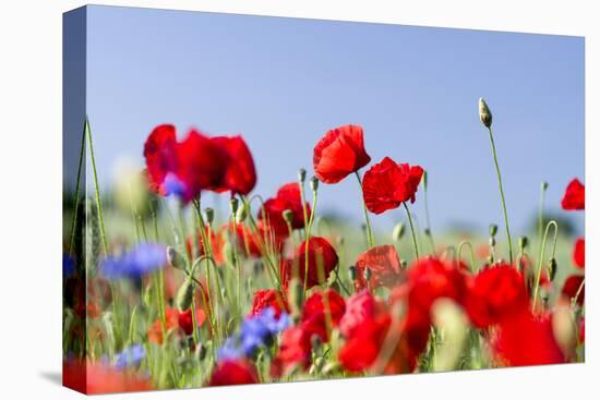 Field With Poppy And Cornflowers, Usedomer Schweiz, Island Of Usedom. Germany-Martin Zwick-Premier Image Canvas