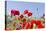 Field With Poppy And Cornflowers, Usedomer Schweiz, Island Of Usedom. Germany-Martin Zwick-Premier Image Canvas