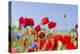 Field With Poppy And Cornflowers, Usedomer Schweiz, Island Of Usedom. Germany-Martin Zwick-Premier Image Canvas