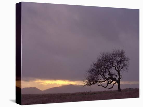 Field-PhotoINC-Premier Image Canvas