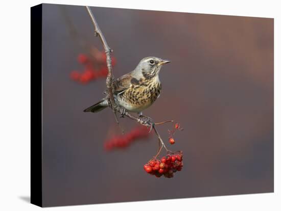 Fieldfare (Turdus Pilaris) Perched on Branch of a Rowan Tree (Sorbus Aucuparia) with Berries, UK-Richard Steel-Premier Image Canvas