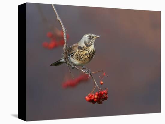 Fieldfare (Turdus Pilaris) Perched on Branch of a Rowan Tree (Sorbus Aucuparia) with Berries, UK-Richard Steel-Premier Image Canvas