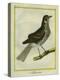 Fieldfare-Georges-Louis Buffon-Premier Image Canvas