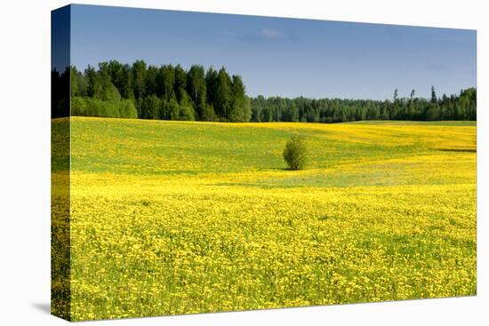 Fields at Varska, Estonia, Baltic States-Nico Tondini-Premier Image Canvas