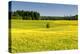 Fields at Varska, Estonia, Baltic States-Nico Tondini-Premier Image Canvas