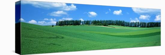 Fields Hokkaido Japan-null-Stretched Canvas