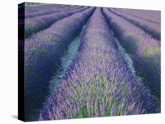 Fields of Lavander Flowers Ready for Harvest, Sault, Provence, France, June 2004-Inaki Relanzon-Premier Image Canvas