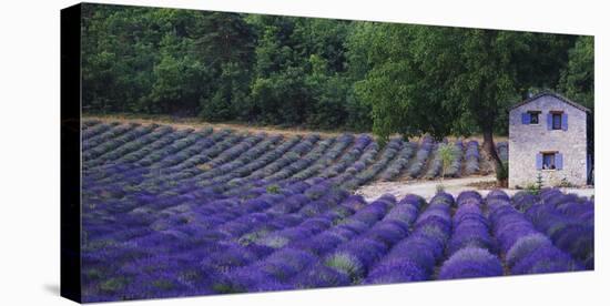 Fields of Lavender by Rustic Farmhouse-Owen Franken-Stretched Canvas