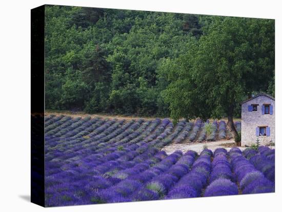Fields of Lavender by Rustic Farmhouse-Owen Franken-Premier Image Canvas