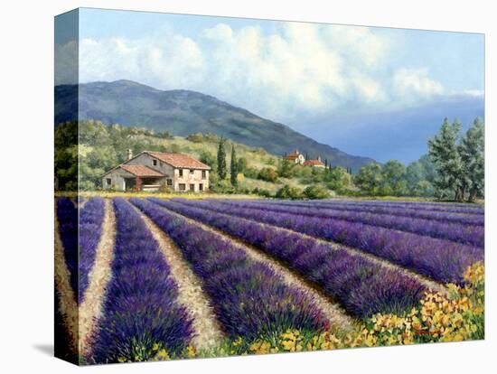 Fields of Lavender-Michael Swanson-Stretched Canvas